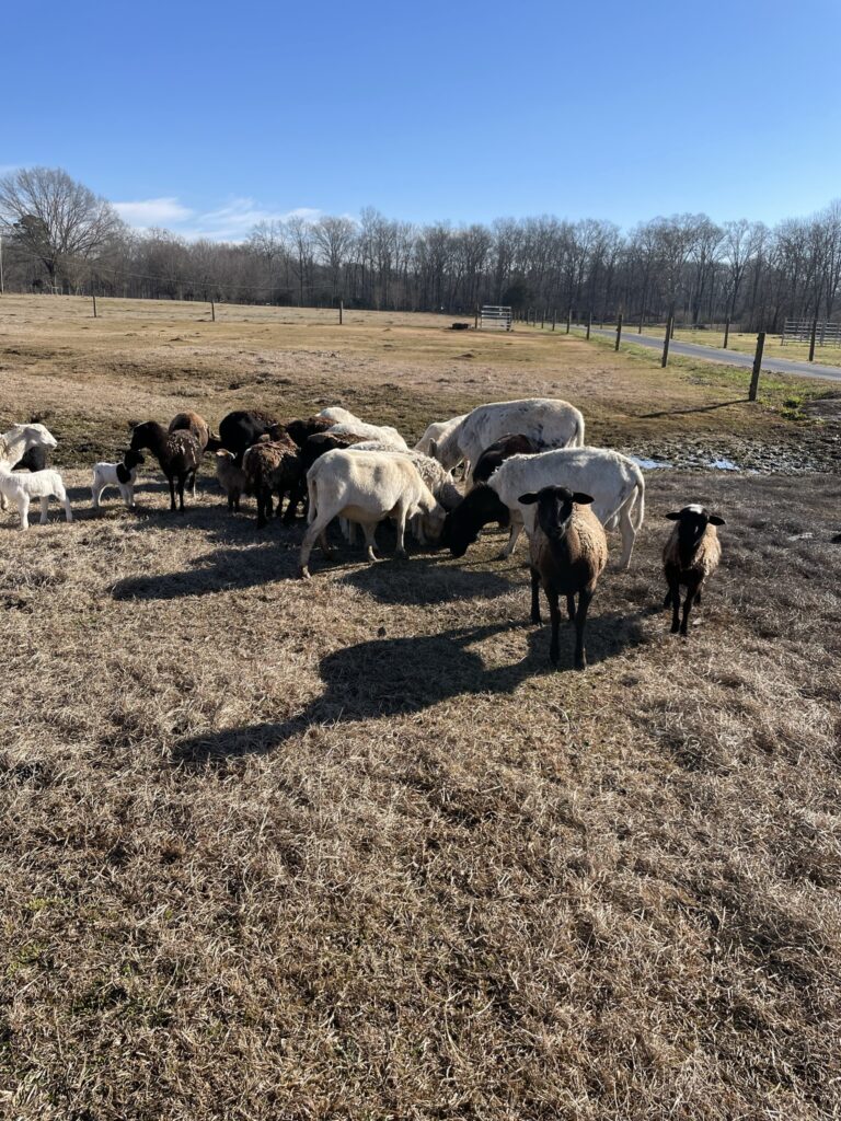Hair sheep flock at Short Creek Farm in Montevallo, Alabama