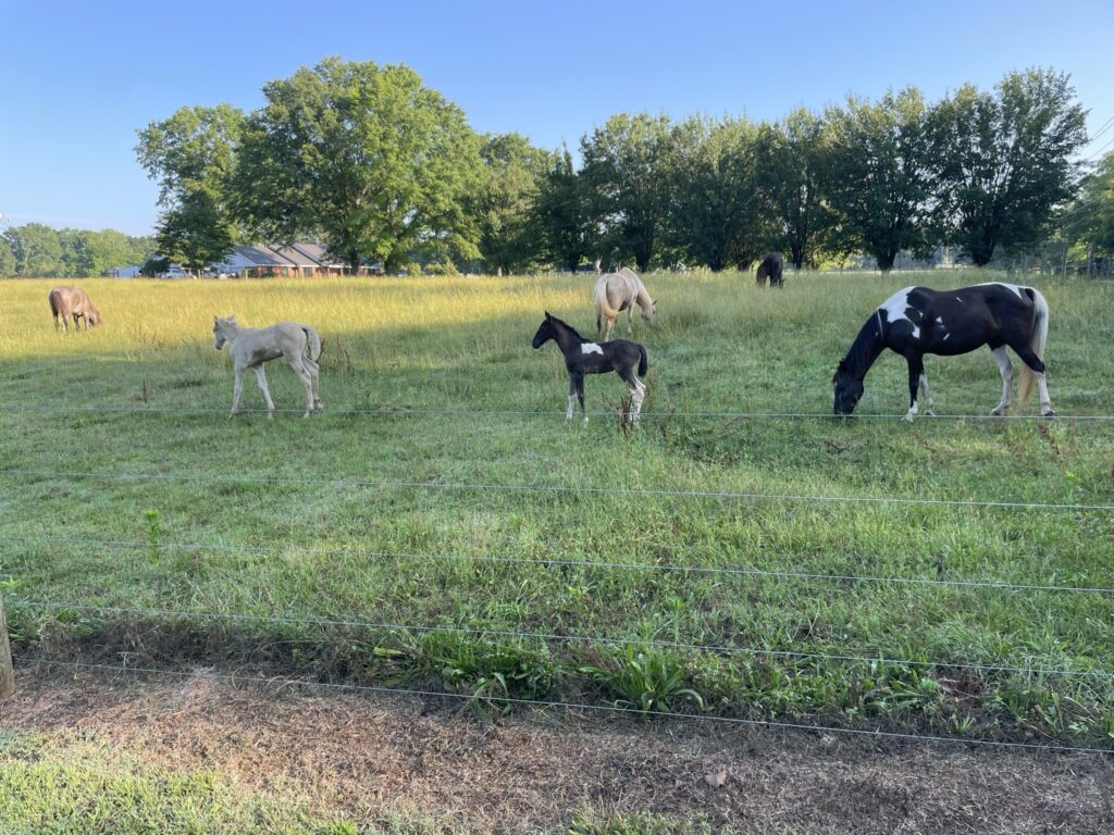 Tennessee Walking Horses grazing on pasture at Short Creek Farm, Montevallo, Alabama