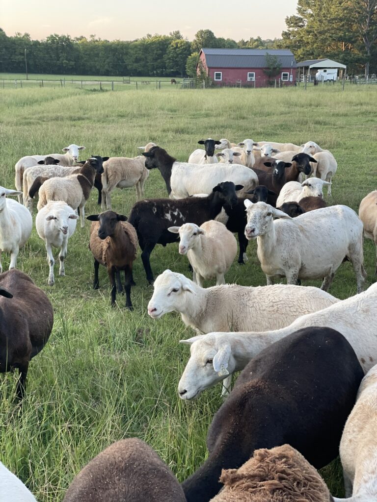 Katahdin and Dorper sheep on grass at Short Creek Farm