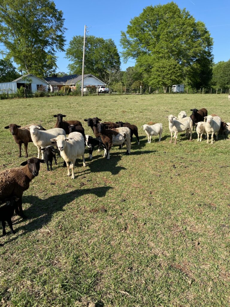 Katahdin and Dorper sheep grazing on pasture at Short Creek Farm, Montevallo, Alabama