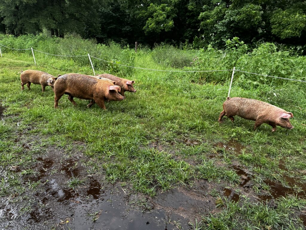 Red Wattle cross pigs foraging on pasture at Short Creek Farm