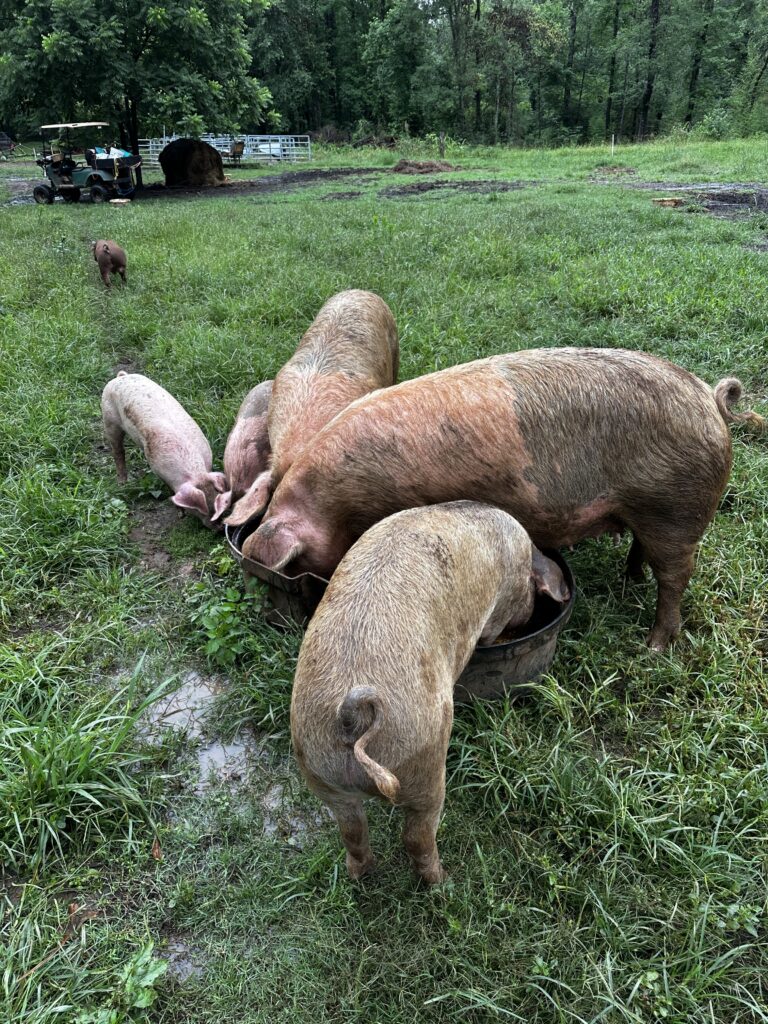 Yorkshire sows and piglets at the feeder on pasture at Short Creek Farm
