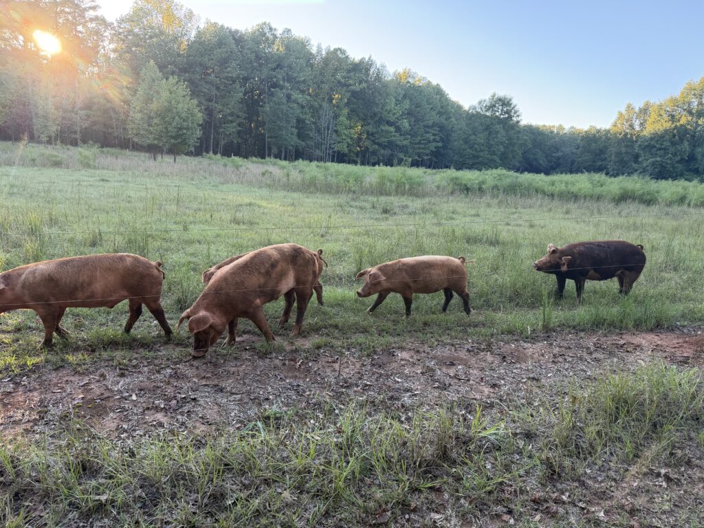 Pasture-raised pigs grazing at Short Creek Farm in Montevallo, Alabama