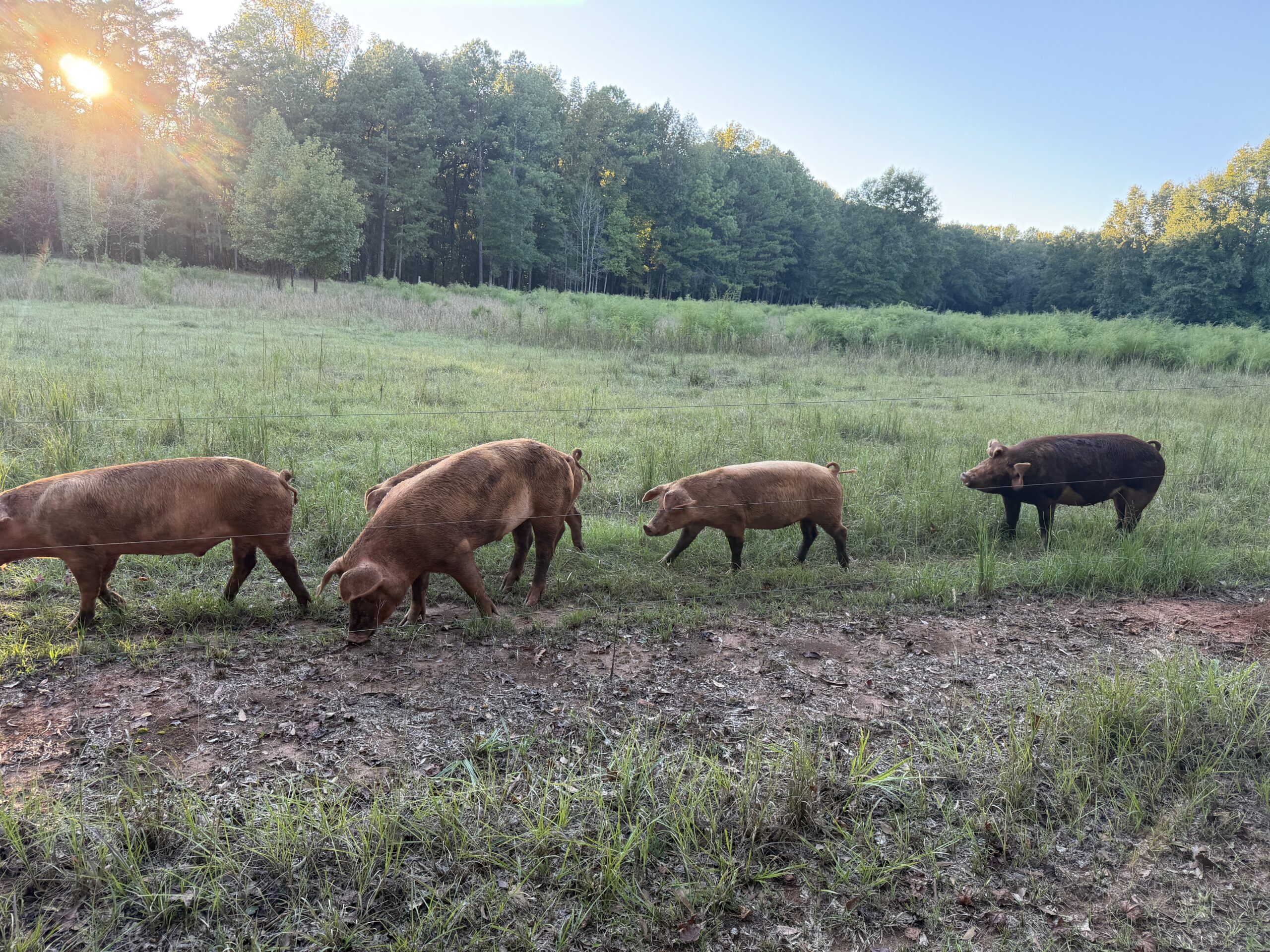 Pasture-raised pigs grazing at Short Creek Farm in Montevallo, Alabama